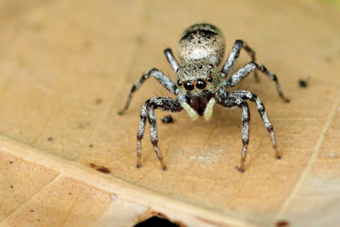 Jumping Spider (Ocrisiona sp) (Ocrisiona sp)